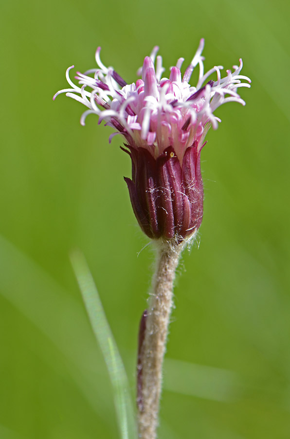 Homogyne alpina / Omogine alpestre